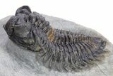 Bug-Eyed Coltraneia Trilobite Fossil - Ofaten, Morocco #359160-2